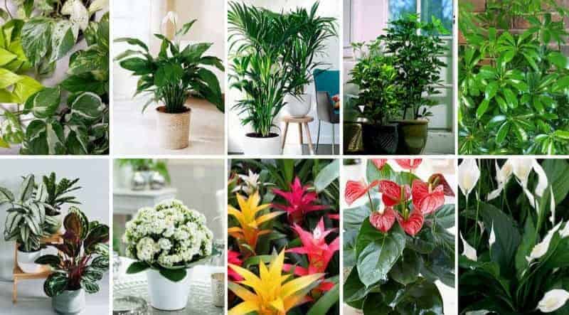 Φυτά εσωτερικού χώρου