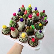 assorted-holland-cactus-with-flower-decoration