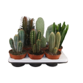 cactus-mixed-columns-only-for-sale-per-6