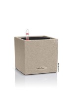 canto_low_brown_light9