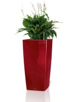 cubicon_premium_red122