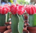 grafted-cactus