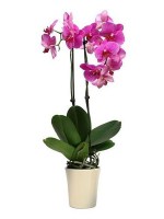 orchid_falenopsis